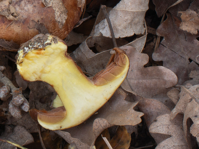 Cortinarius splendificus